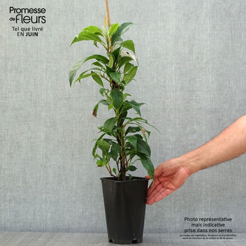 Exemplaar van Hydrangea seemanii - Groenblijvende klimhortensia Pot van 2 l/3 l zoals geleverd in de zomer