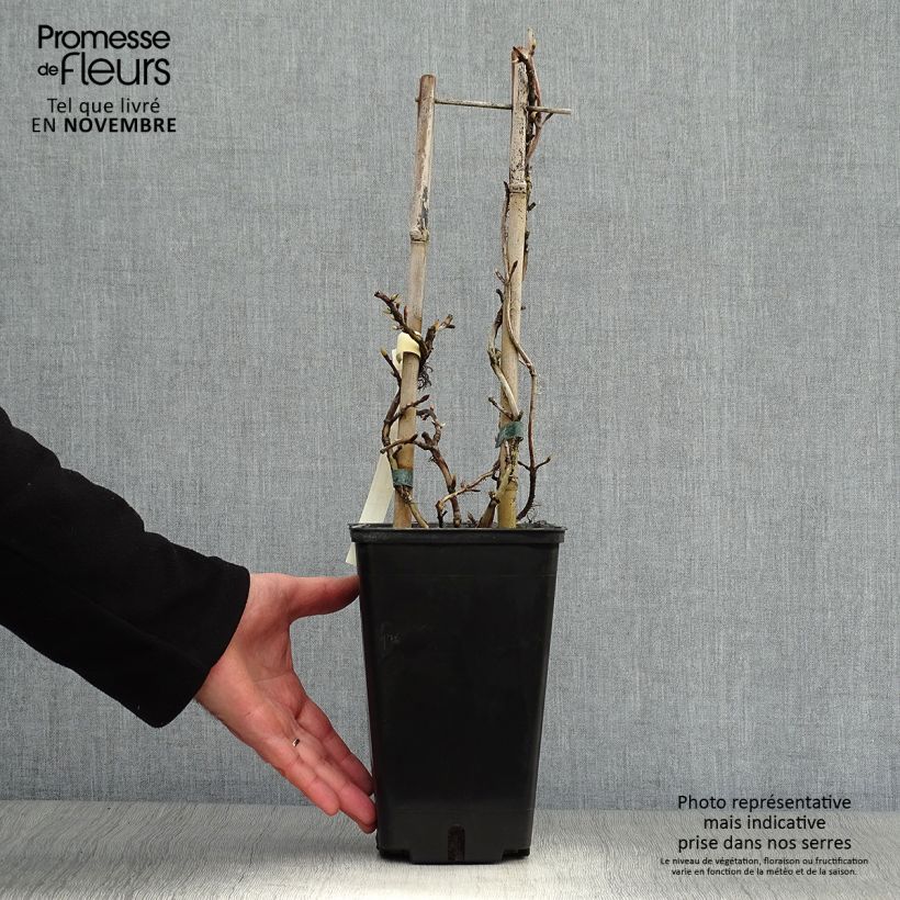 Exemplaar van Hydrangea petiolaris Silver Lining - Klimhortensia Pot van 2 l/3 l zoals geleverd in de herfst