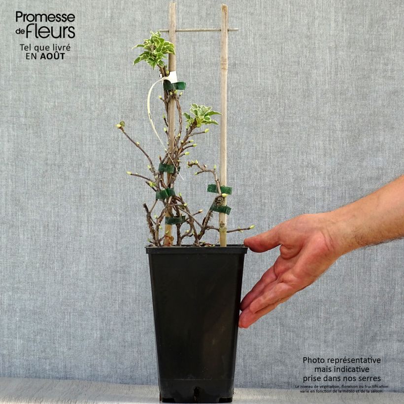Exemplaar van Hydrangea petiolaris Silver Lining - Klimhortensia Pot van 2 l/3 l zoals geleverd in de zomer