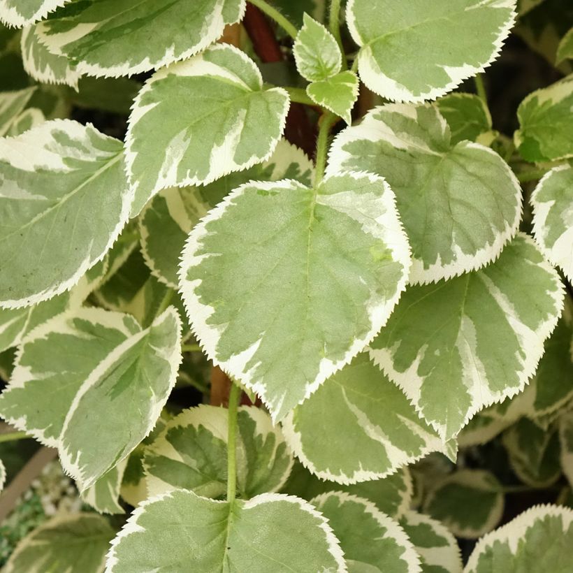 Hydrangea petiolaris Silver Lining - Klimhortensia (Blad)