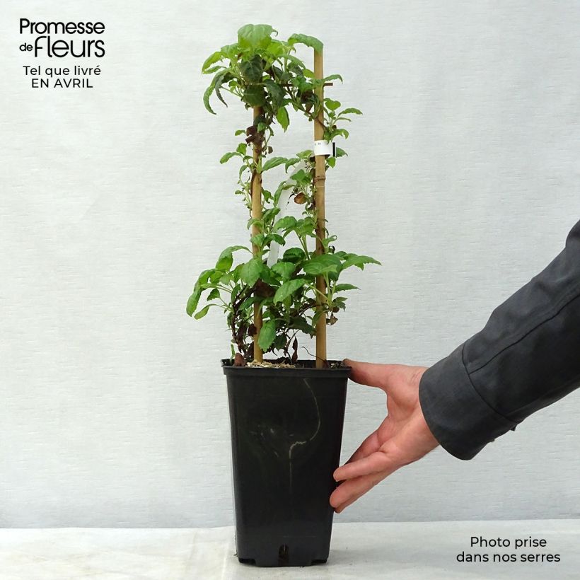 Exemplaar van Hydrangea petiolaris Winter Surprise - Klimhortensia Pot van 2 l/3 l zoals geleverd in de lente