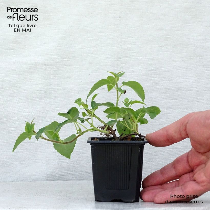 Exemplaar van Hydrangea petiolaris - Klimhortensia Kweekpotje van 8/9 cm zoals geleverd in de lente