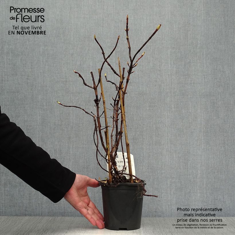 Exemplaar van Hydrangea petiolaris - Klimhortensia Pot van 2 l/3 l zoals geleverd in de herfst