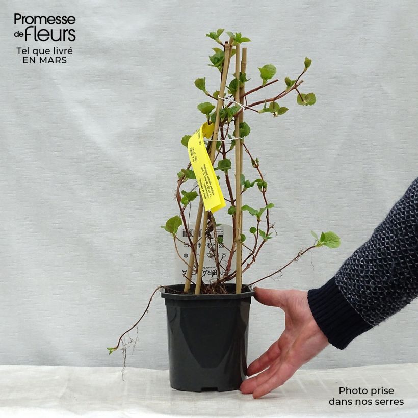 Exemplaar van Hydrangea petiolaris - Klimhortensia Pot van 2 l/3 l zoals geleverd in de lente