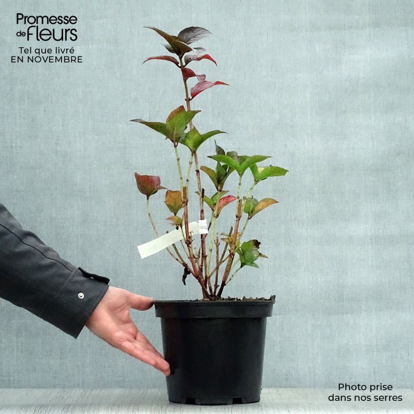 Exemplaar van Hydrangea Daredevil - Schermhortensia Pot van 3 l/4 l zoals geleverd in de herfst