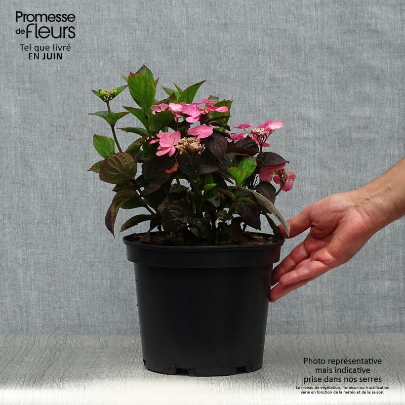 Exemplaar van Hydrangea Daredevil - Schermhortensia Pot van 3 l/4 l zoals geleverd in de zomer