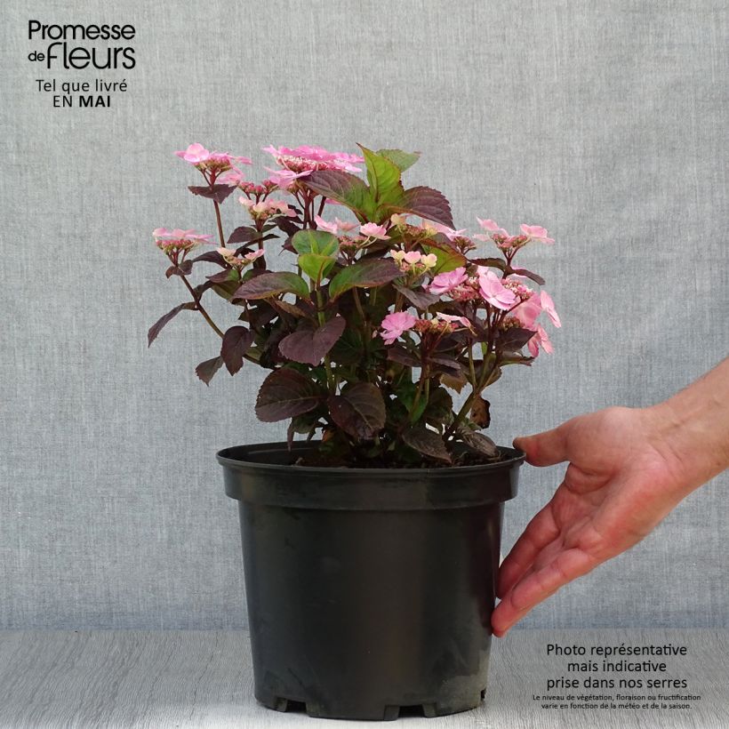 Exemplaar van Hydrangea Daredevil - Schermhortensia Pot van 3 l/4 l zoals geleverd in de lente