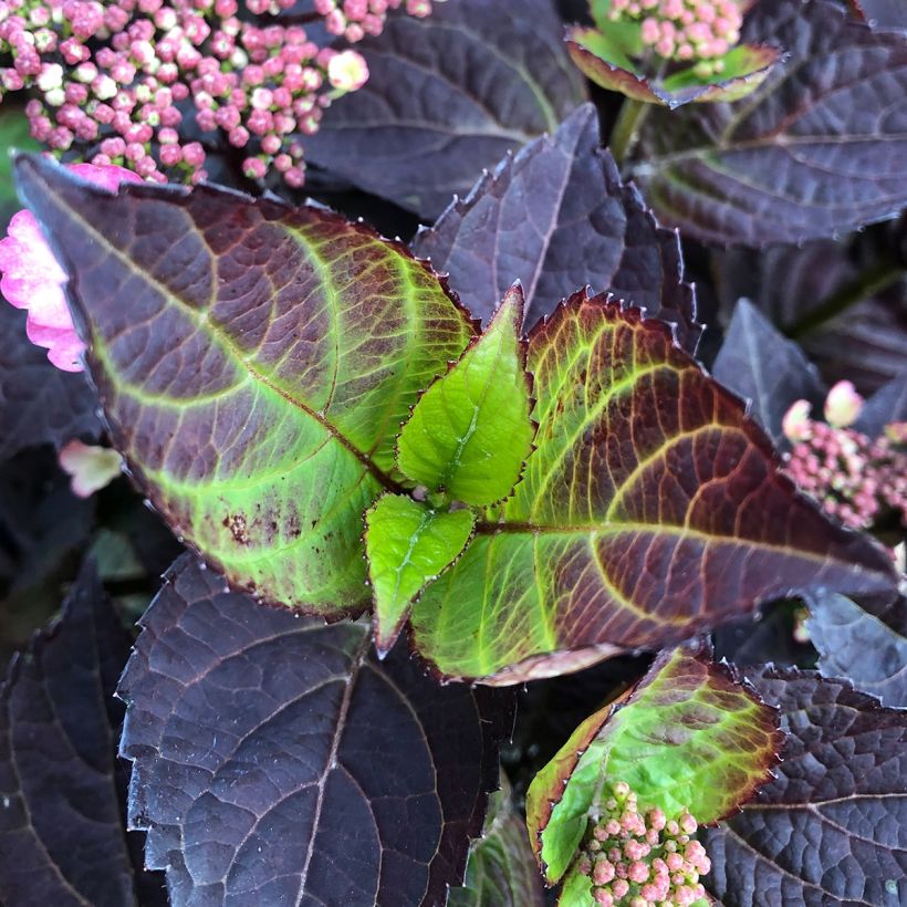 Hydrangea Daredevil - Schermhortensia (Blad)