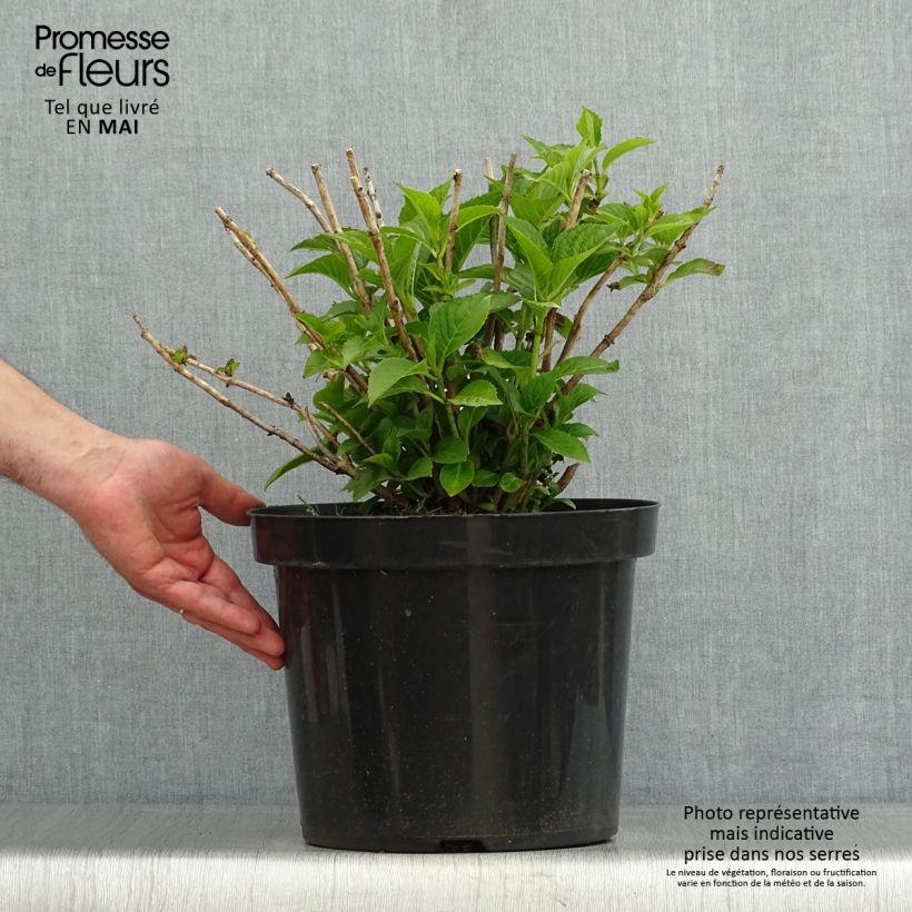 Exemplaar van Boerenhortensia Alpenglühen Pot van 7,5 l/10 l zoals geleverd in de lente