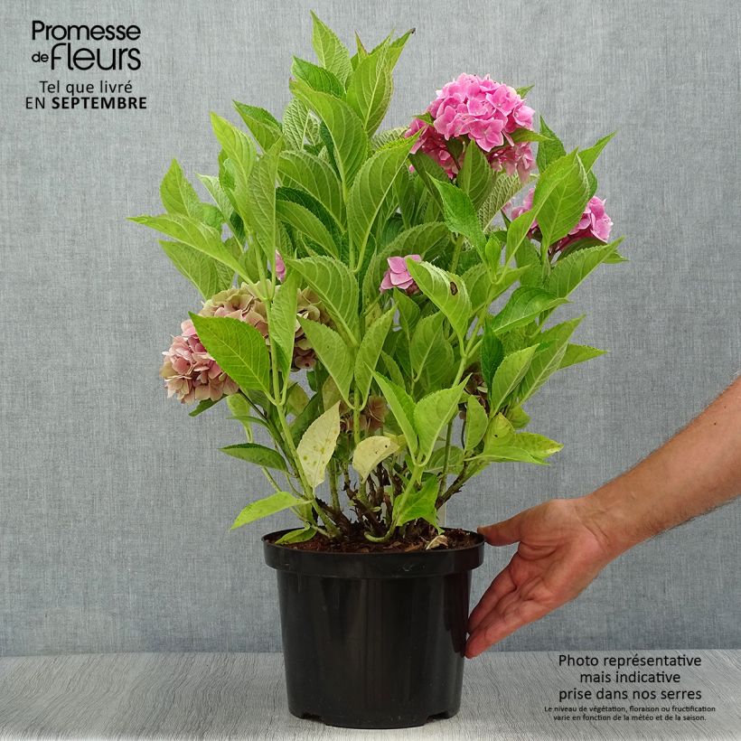 Exemplaar van Hydrangea macrophylla Ankong - Bolhortensia Pot van 4 l/5 l zoals geleverd in de herfst