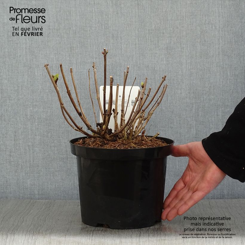 Exemplaar van Hydrangea macrophylla Ankong - Bolhortensia Pot van 4 l/5 l zoals geleverd in de winter