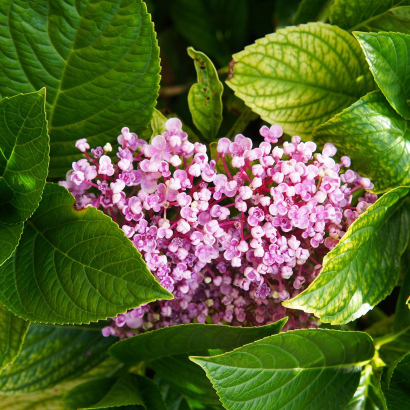 Hydrangea macrophylla Ayesha - Bolhortensia (Blad)