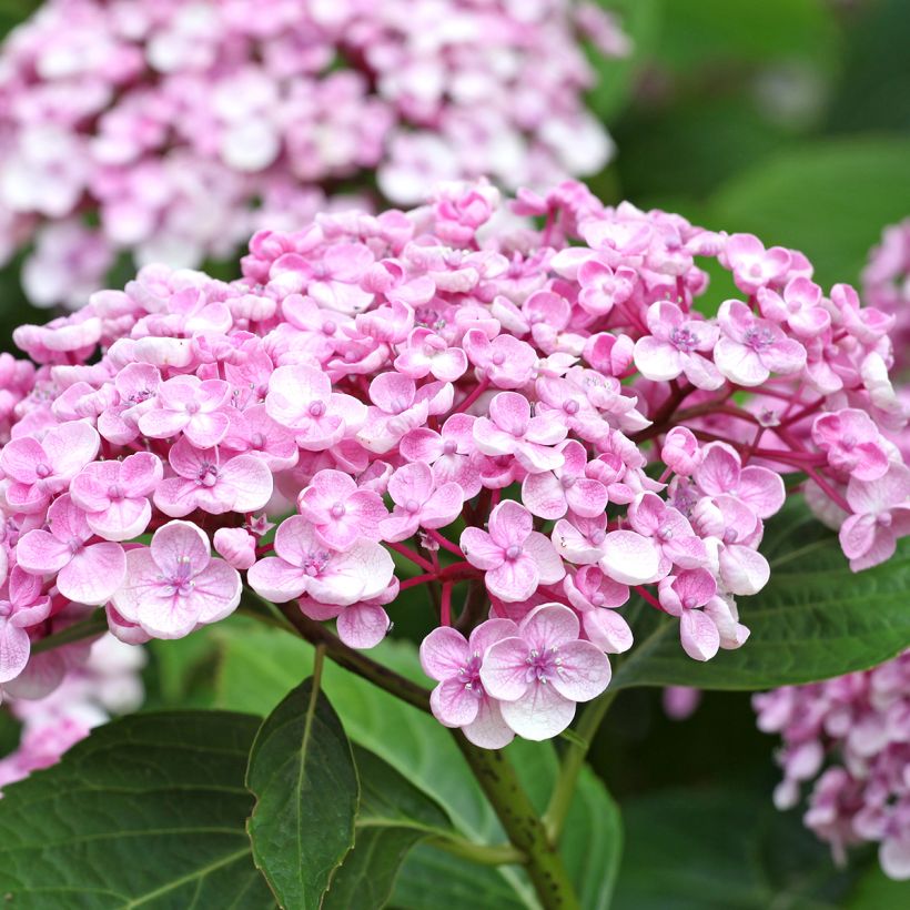 Hydrangea macrophylla Ayesha - Bolhortensia (Bloei)