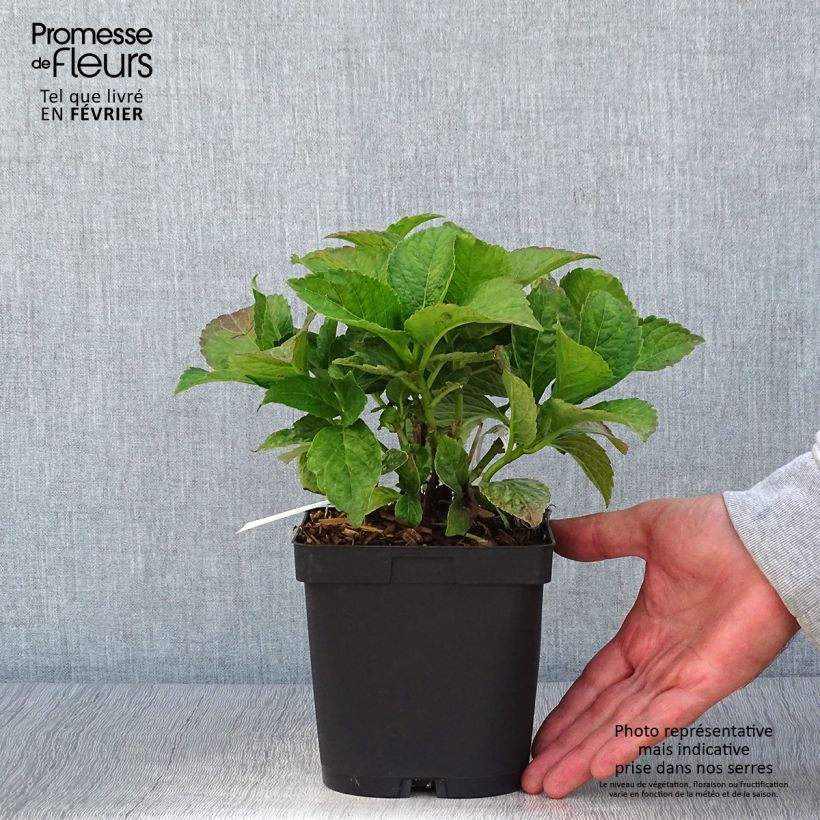 Exemplaar van Hydrangea macrophylla Eughen Hahn - Bolhortensia Pot van 2 l/3 l zoals geleverd in de herfst