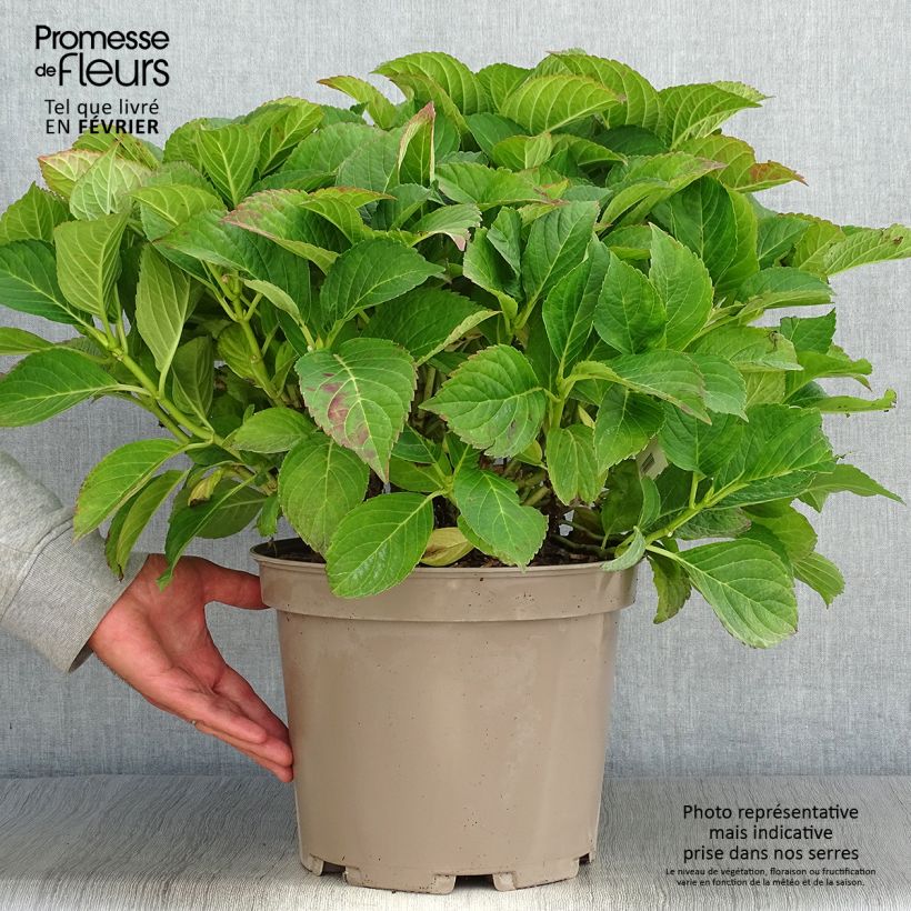 Exemplaar van Hydrangea macrophylla Eughen Hahn - Bolhortensia Pot van 7,5 l/10 l zoals geleverd in de herfst