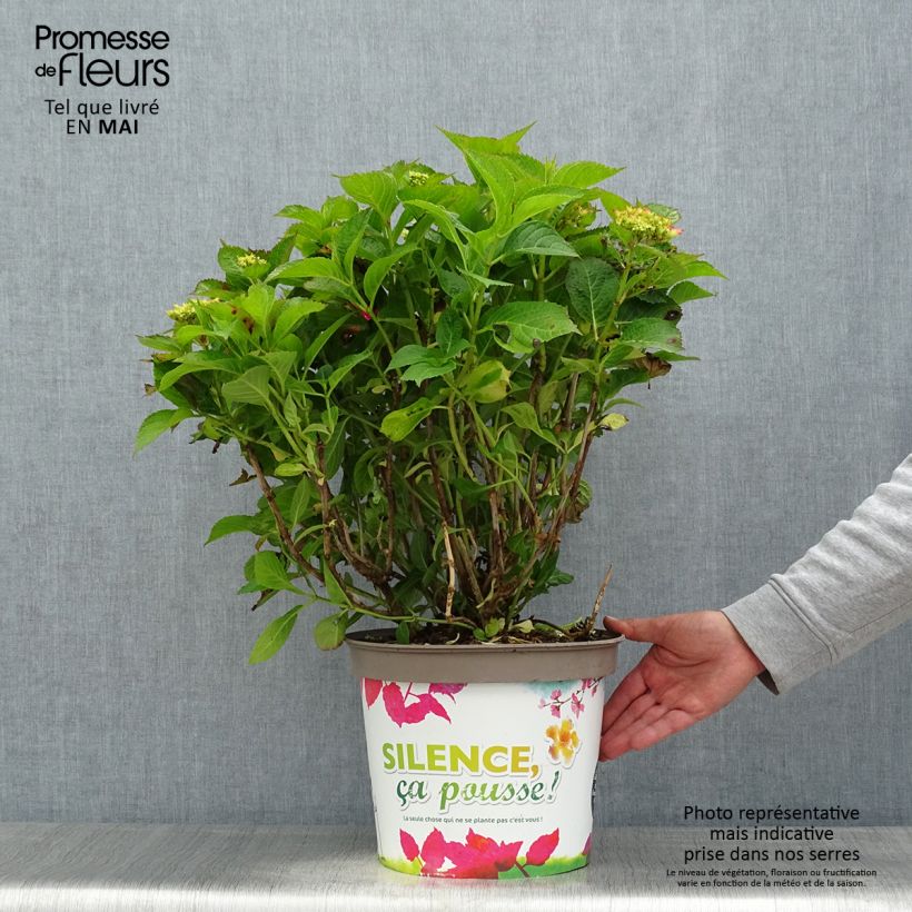 Exemplaar van Hydrangea macrophylla Eughen Hahn - Bolhortensia Pot van 7,5 l/10 l zoals geleverd in de lente