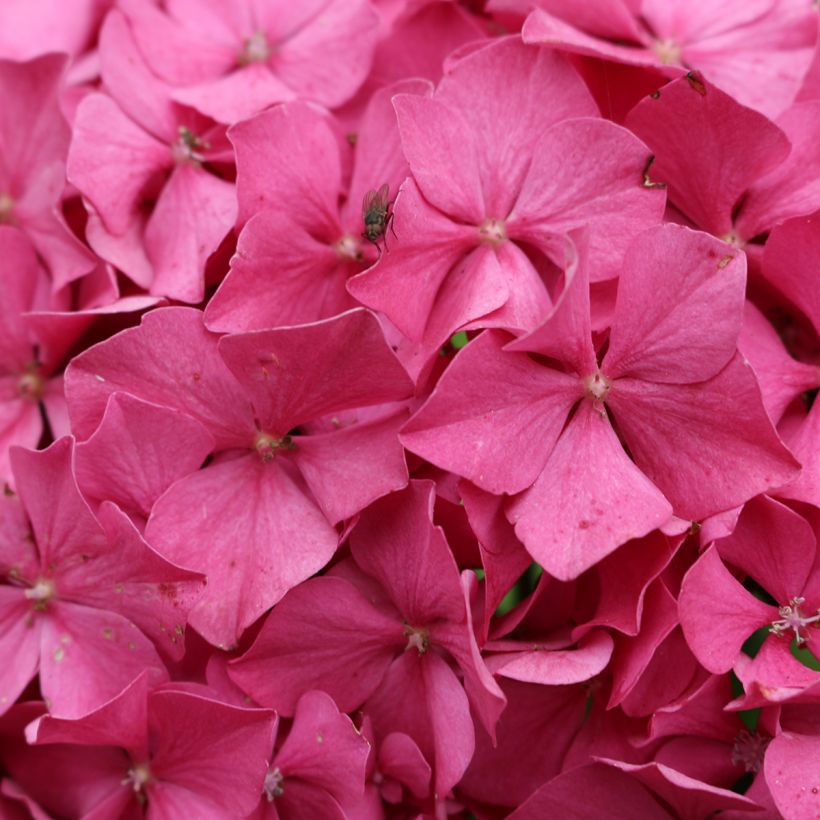 Hydrangea macrophylla King George V - Boerenhortensia (Flowering)