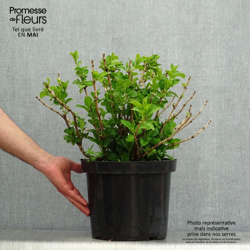 Example of Hydrangea macrophylla King George V - Boerenhortensia Pot van 7,5 l/10 l as you get in printemps