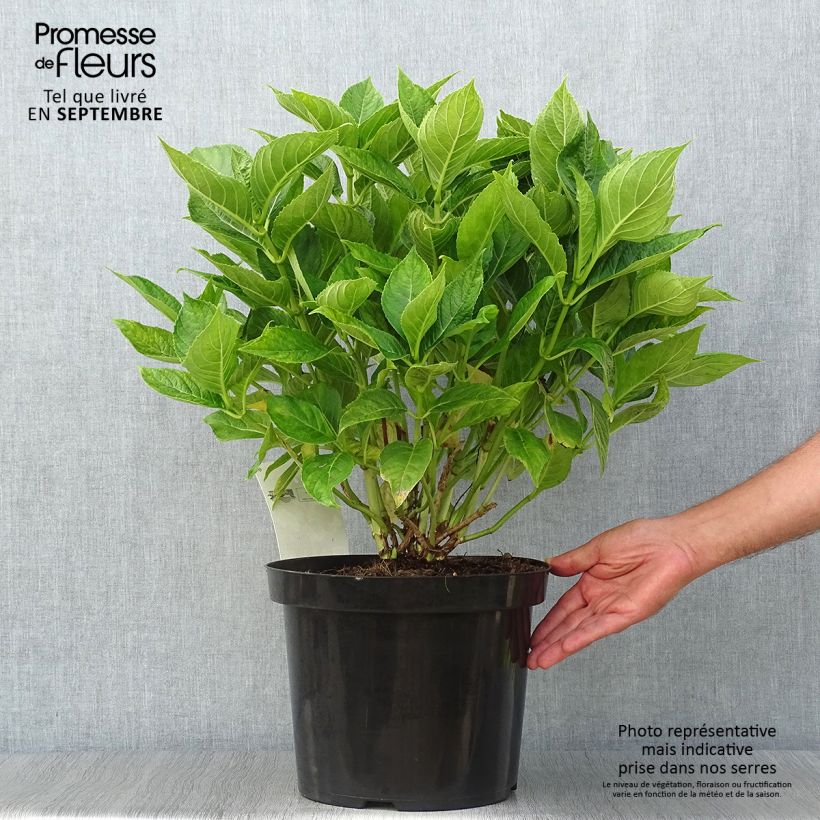 Exemplaar van Hydrangea macrophylla Lanarth White - Schermhortensia Pot van 7,5 l/10 l zoals geleverd in de herfst