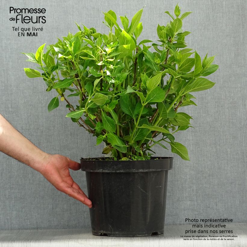 Exemplaar van Hydrangea macrophylla Lanarth White - Schermhortensia Pot van 7,5 l/10 l zoals geleverd in de lente