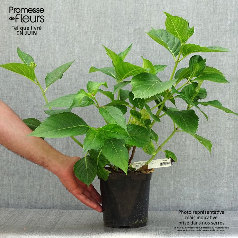 Exemplaar van Hydrangea macrophylla Madame Plumecoq - Boerenhortensia Pot van 2 l/3 l zoals geleverd in de zomer