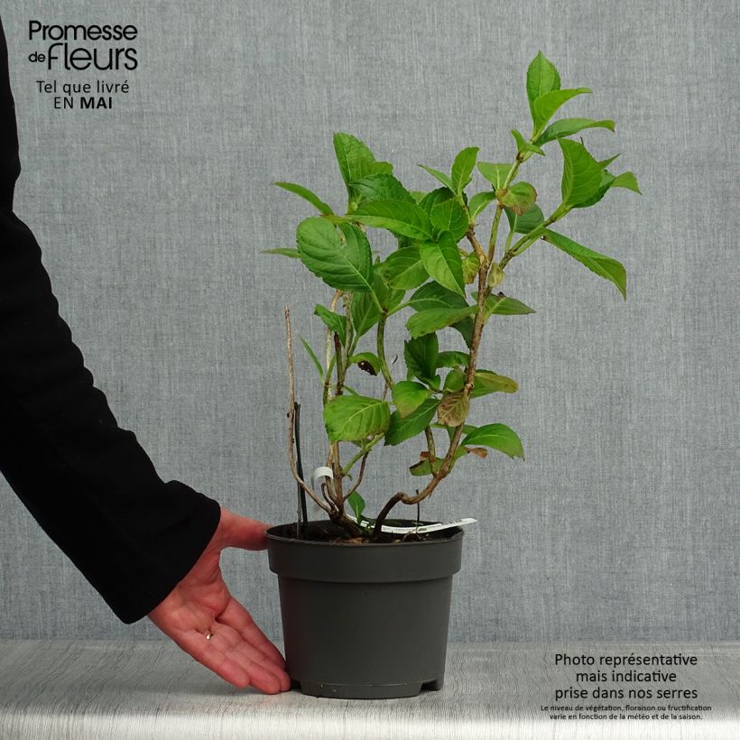 Example of Hydrangea macrophylla Mariesii Perfecta - Schermhortensia Pot van 2 l/3 l as you get in printemps