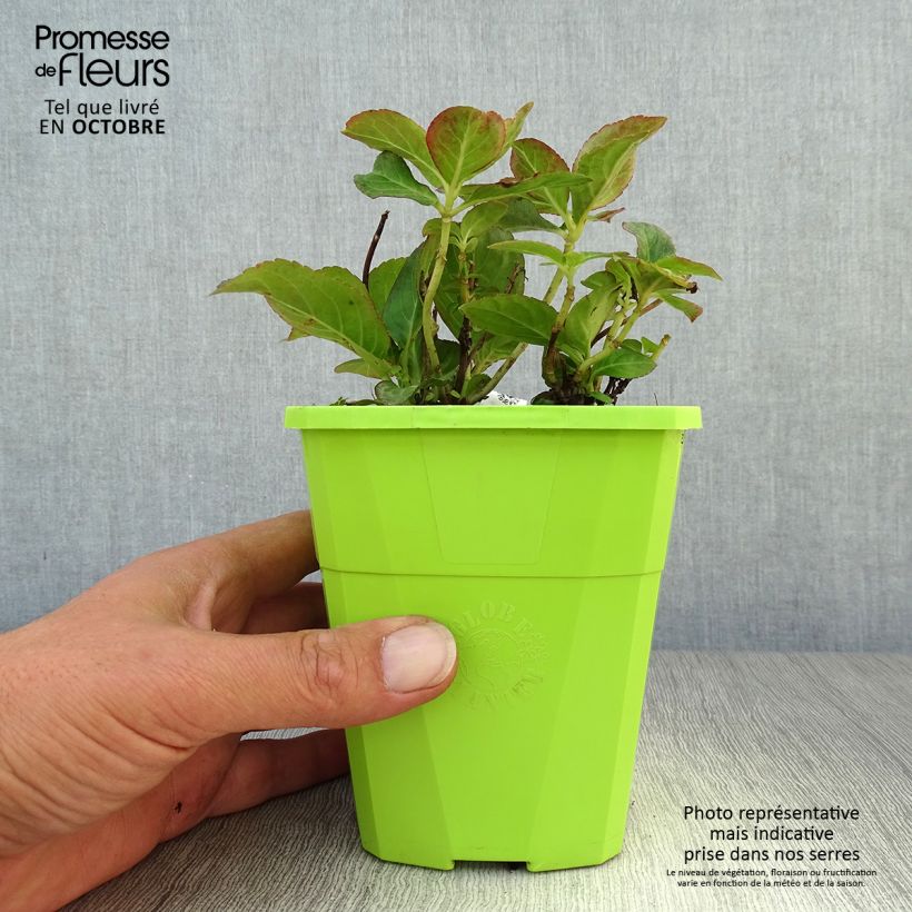 Exemplaar van Hydrangea macrophylla Miss Saori - Bolhortensia Pot van 1 l/1,5 l zoals geleverd in de herfst