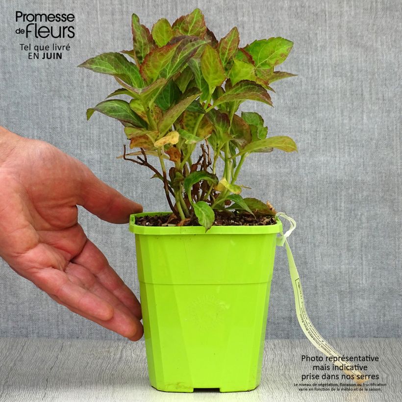 Exemplaar van Hydrangea macrophylla Miss Saori - Bolhortensia Pot van 1 l/1,5 l zoals geleverd in de zomer