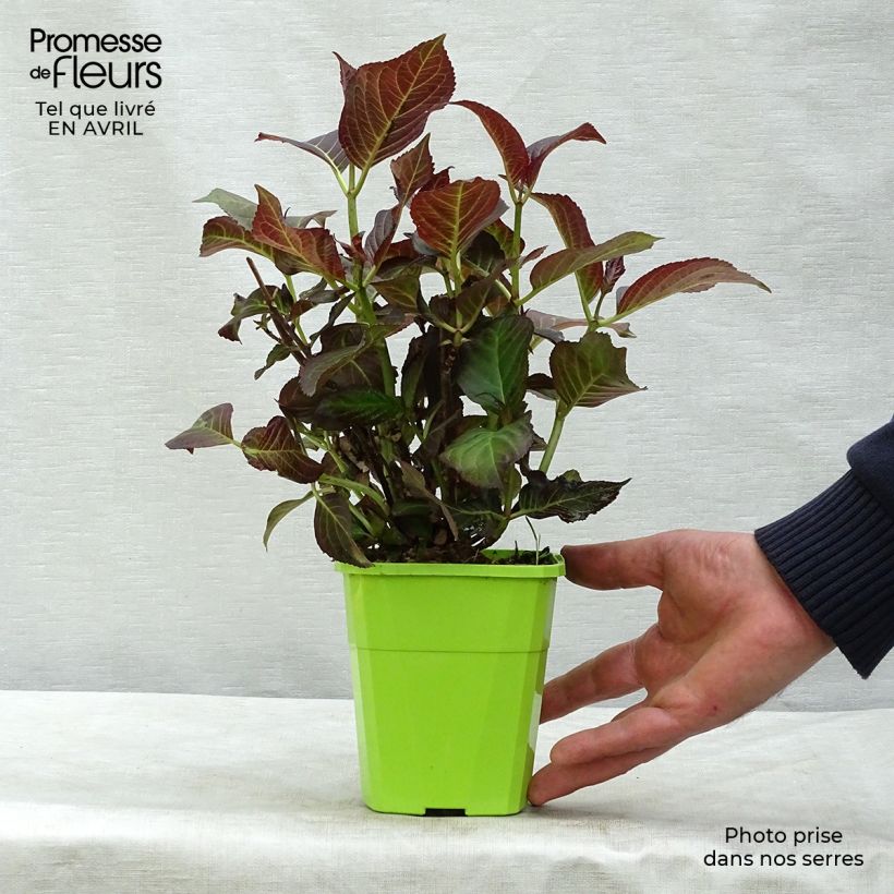 Exemplaar van Hydrangea macrophylla Miss Saori - Bolhortensia Pot van 1 l/1,5 l zoals geleverd in de lente