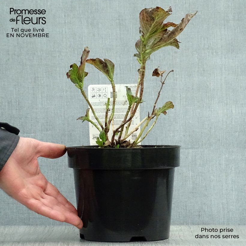 Exemplaar van Hydrangea macrophylla Miss Saori - Bolhortensia Pot van 2 l/3 l zoals geleverd in de herfst