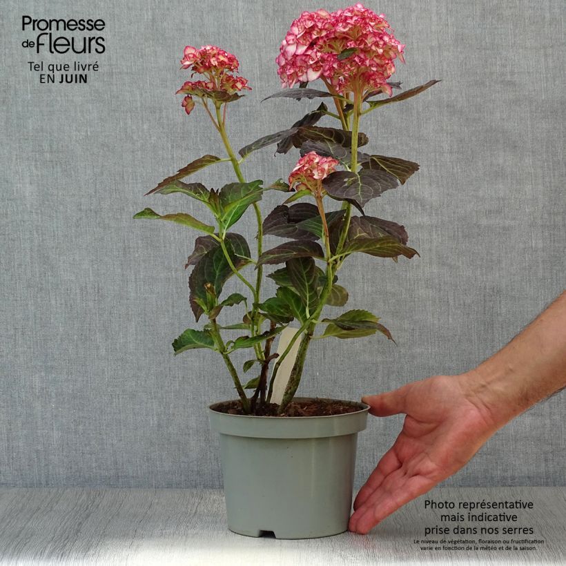 Exemplaar van Hydrangea macrophylla Miss Saori - Bolhortensia Pot van 2 l/3 l zoals geleverd in de zomer