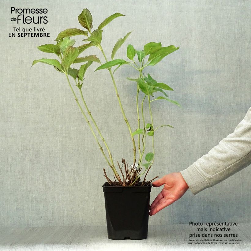 Exemplaar van Hydrangea macrophylla Miss Saori - Bolhortensia Pot van 4 l/5 l zoals geleverd in de herfst