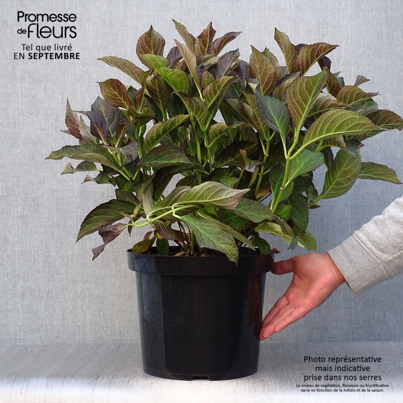 Exemplaar van Hydrangea macrophylla Miss Saori - Bolhortensia Pot van 7,5 l/10 l zoals geleverd in de herfst