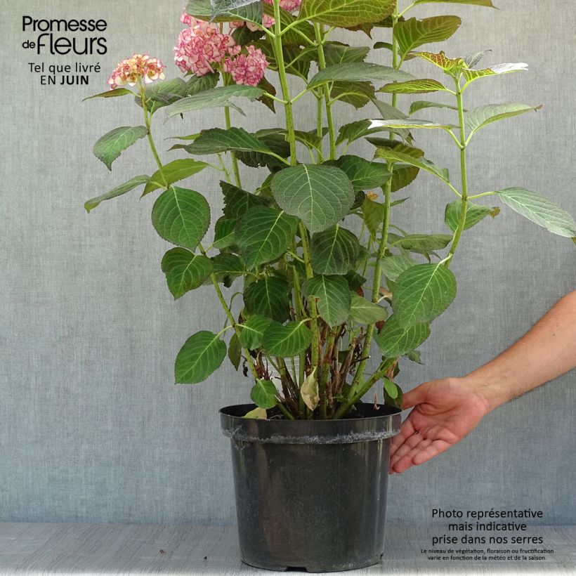 Exemplaar van Hydrangea macrophylla Miss Saori - Bolhortensia Pot van 7,5 l/10 l zoals geleverd in de zomer