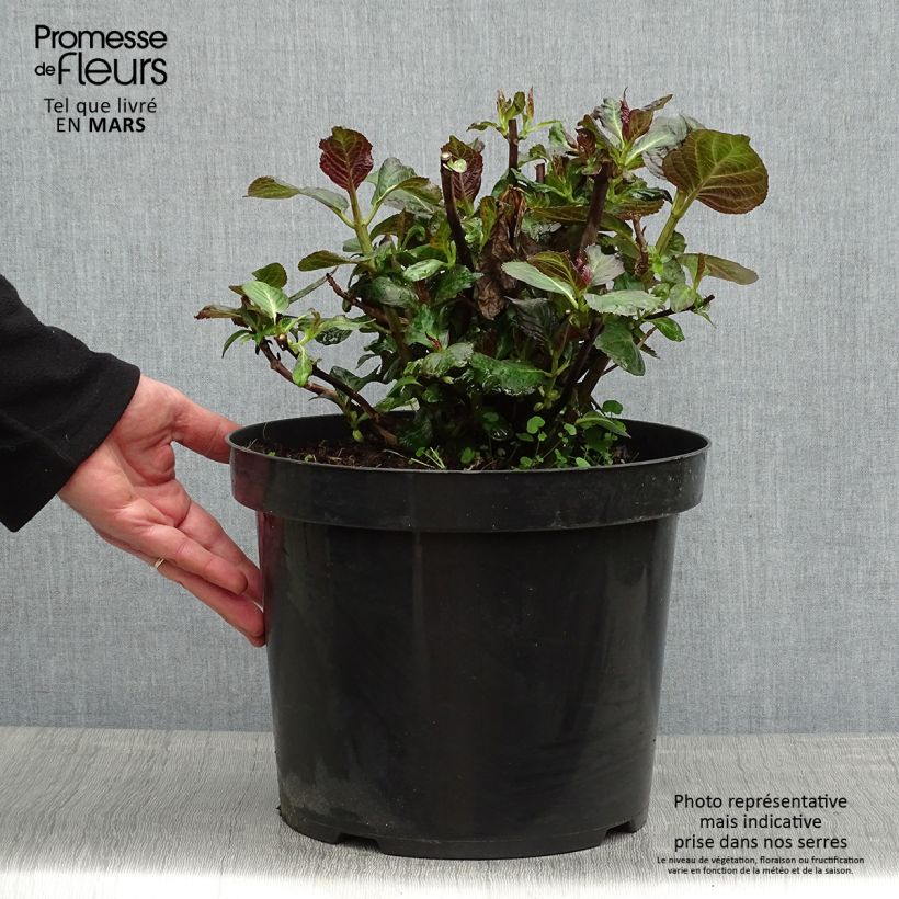 Exemplaar van Hydrangea macrophylla Miss Saori - Bolhortensia Pot van 7,5 l/10 l zoals geleverd in de lente