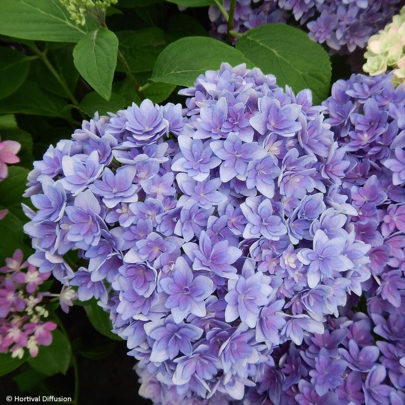 Hydrangea macrophylla Stellar Bleu - Bolhortensia (Bloei)