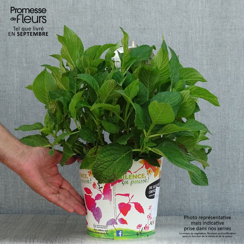 Exemplaar van Hydrangea macrophylla Stellar Bleu - Bolhortensia Pot van 4 l/5 l zoals geleverd in de zomer
