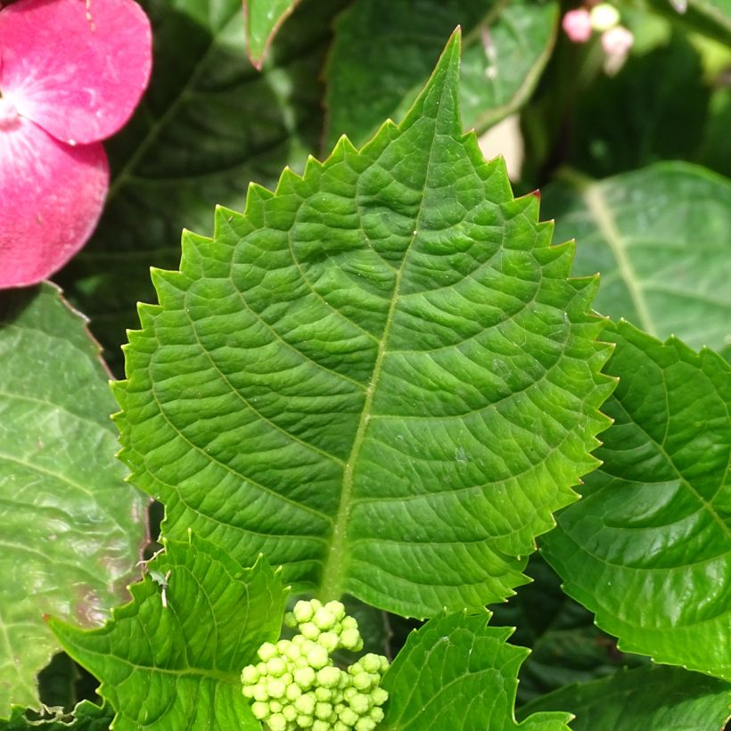 Hydrangea macrophylla Teller Red -  - Schermhortensia (Blad)