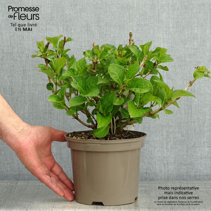 Exemplaar van Hydrangea macrophylla Teller Red -  - Schermhortensia Pot van 2 l/3 l zoals geleverd in de lente