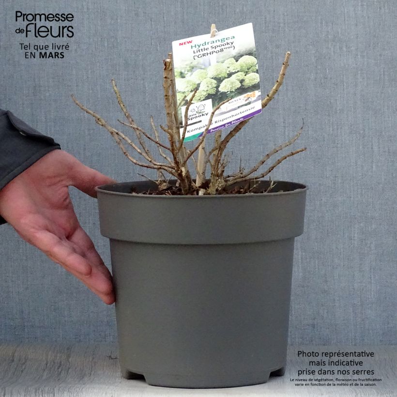 Exemplaar van Hydrangea paniculata Little Spooky - Dwergpluimhortensia Pot van 3 l/4 l zoals geleverd in de lente