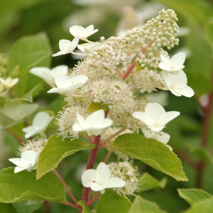 Hydrangea paniculata Tardiva - Pluimhortensia (Bloei)