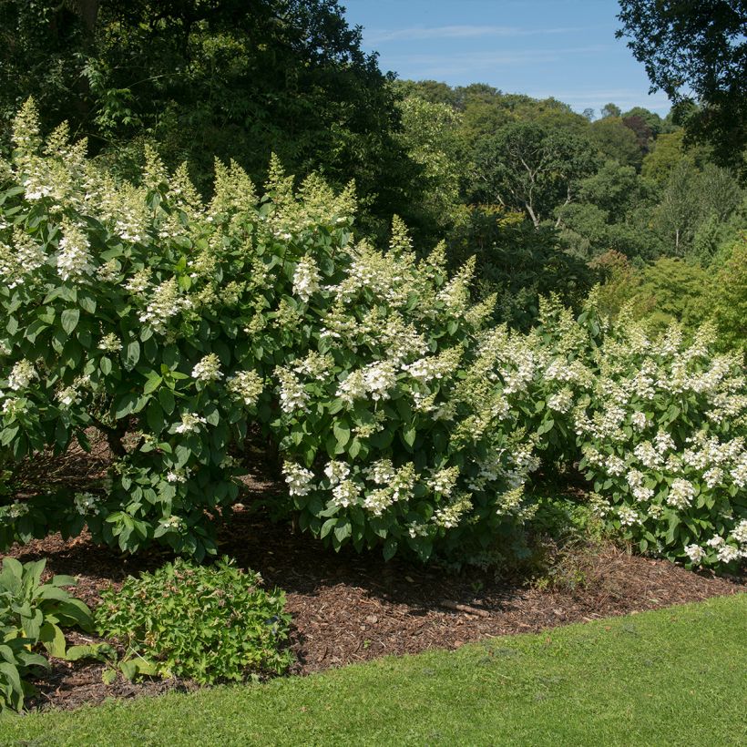 Hydrangea paniculata Tardiva - Pluimhortensia (Groeiplaats)