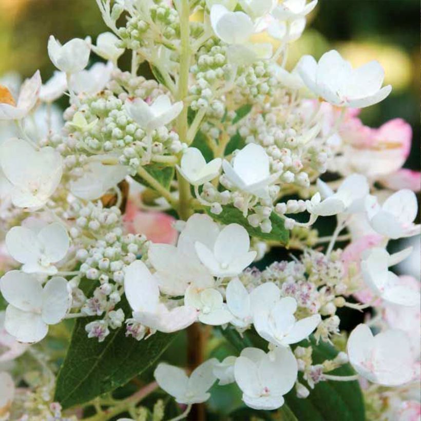 Hydrangea paniculata Tickled Pink - pluimhortensia (Bloei)