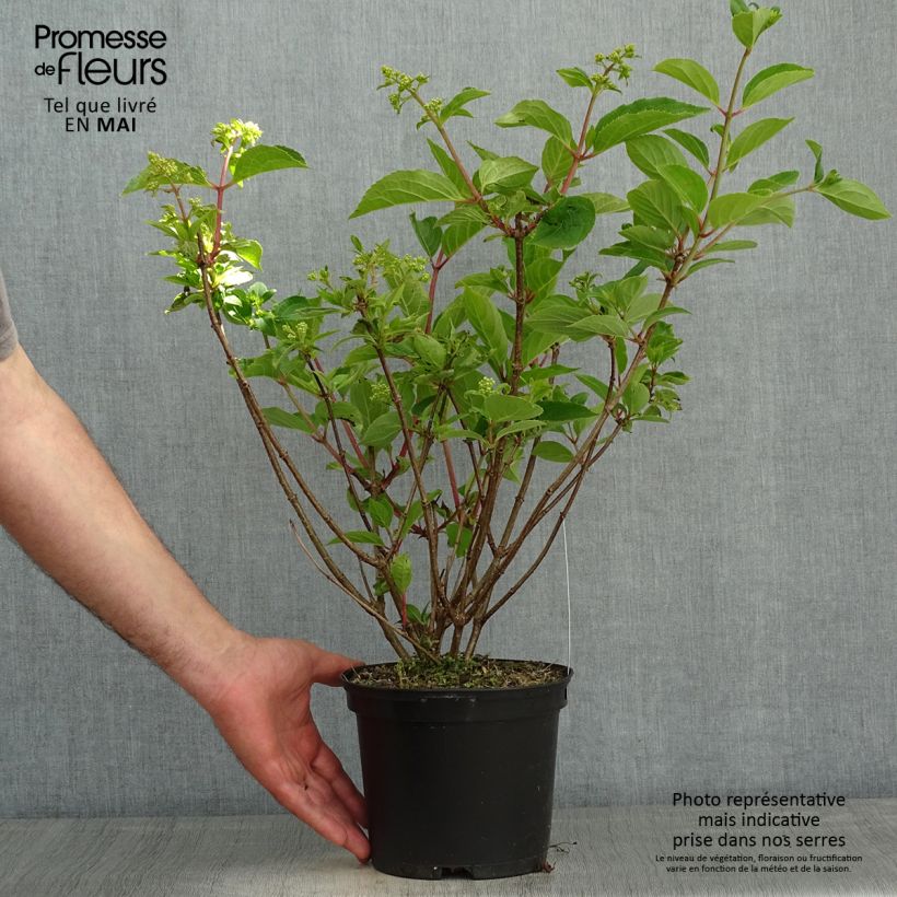 Exemplaar van Hydrangea paniculata Dharuma - Dwergpluimhortensia Pot van 2 l/3 l zoals geleverd in de lente