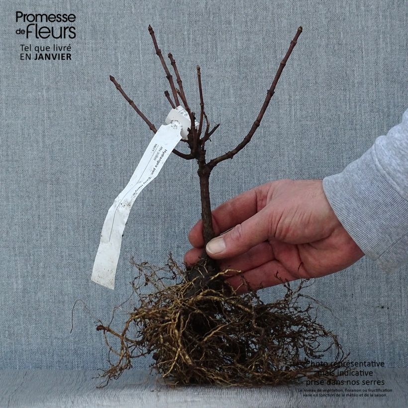 Exemplaar van Hydrangea paniculata Early Harry - Pluimhortensia Naakte wortel zoals geleverd in de winter