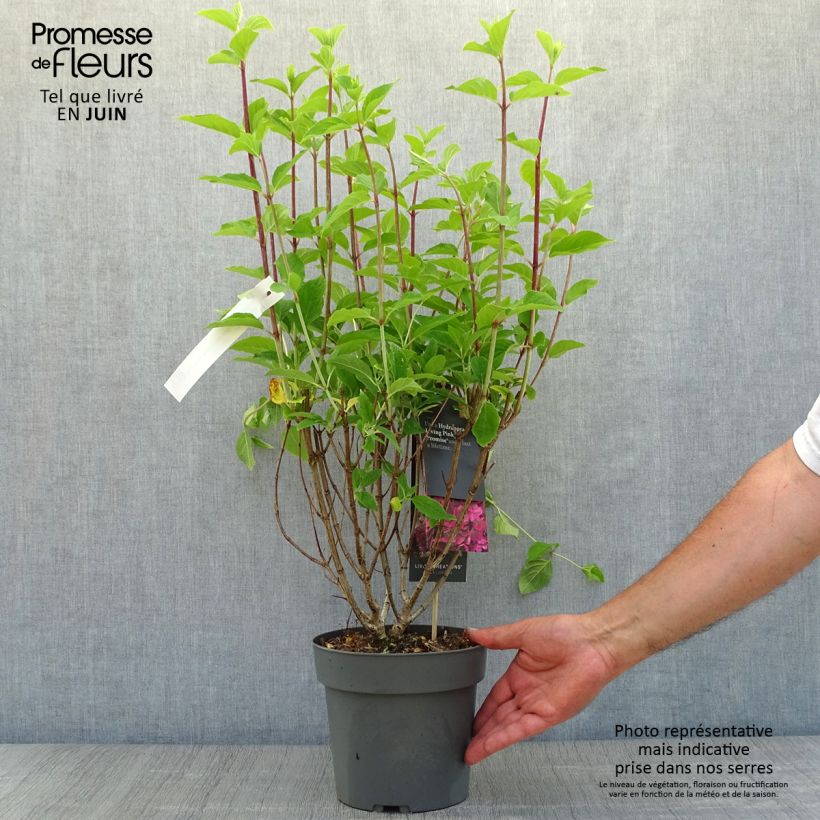 Exemplaar van Hydrangea paniculata Living Pinky Promise - Pluimhortensia Pot van 2 l/3 l zoals geleverd in de zomer