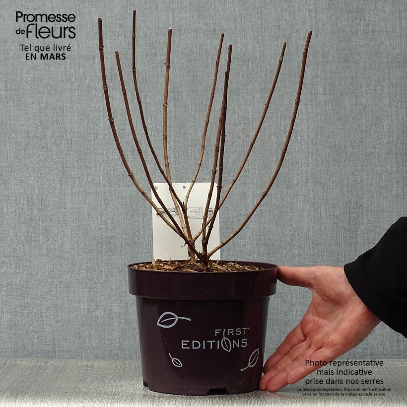 Exemplaar van Hydrangea paniculata Tickled Pink - pluimhortensia Pot van 2 l/3 l zoals geleverd in de lente