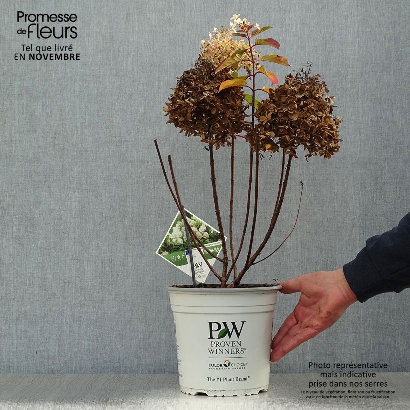 Exemplaar van Hydrangea paniculata Fire Light - Pluimhortensia Pot van 4 l/5 l zoals geleverd in de herfst