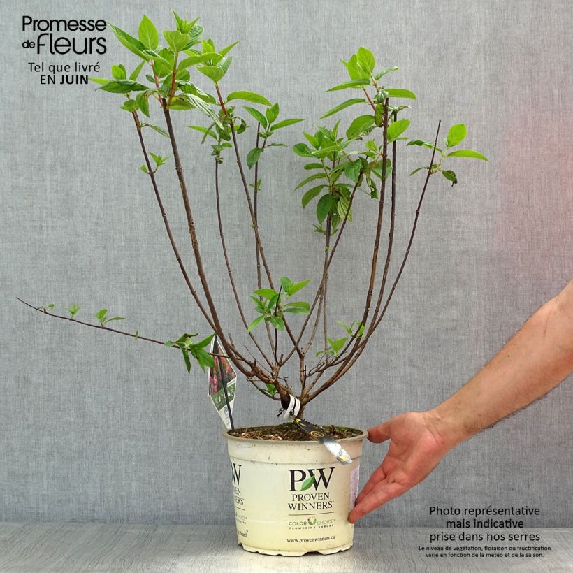 Exemplaar van Hydrangea paniculata Fire Light - Pluimhortensia Pot van 4 l/5 l zoals geleverd in de lente