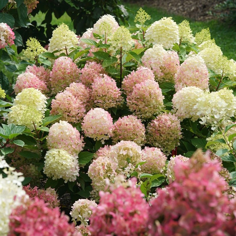 Hydrangea paniculata Fire Light - Pluimhortensia (Groeiplaats)